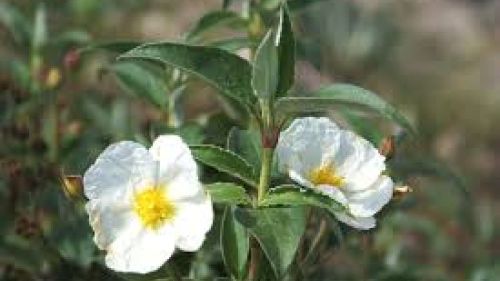 Verdeon Garden ile Doğayla Bütünleşen Peyzaj Tasarımı